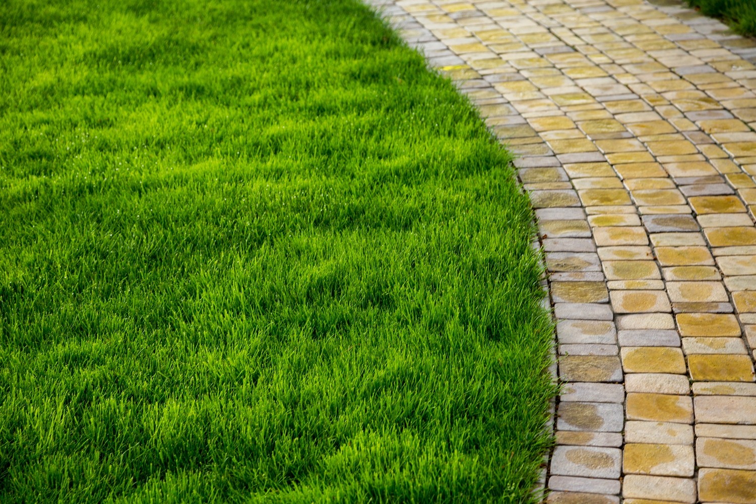 Lawn pro lawns - projects 1